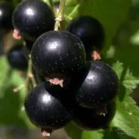 Саженцы смородины черной «ЛЕНТЯЙ»