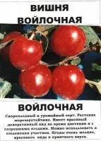 Саженцы вишни "войлочная"
