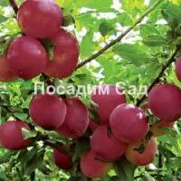 Саженцы алычи Шатер