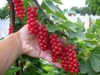 Саженцы смородины красной Голландская