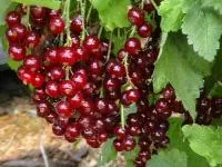 Саженцы смородины красной Алтайская рубиновая