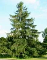 Larix decidua (лиственница европейская)