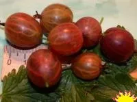 Саженцы крыжовника Каменяр