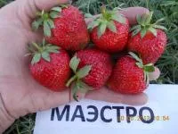 Рассада клубники Маэстро