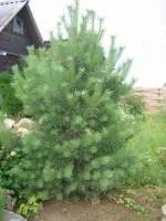 Саженцы Сосны обыкновенной Sylvestris