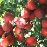 Саженцы алычи Кубанская комета