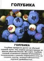 Саженцы голубики