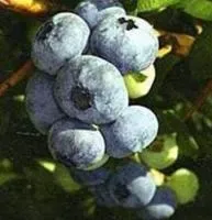 Саженцы голубики САДОВАЯ 'Bluecrop'