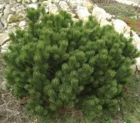 Саженцы Сосны горной Гном