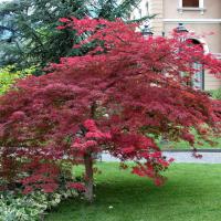 Саженцы Клена японский красный веерный "Atropurpureum"