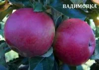 Саженцы осенних яблонь