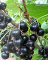 Саженцы смородины черной Бинар