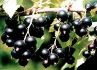 Саженцы смородины черной Селеченская