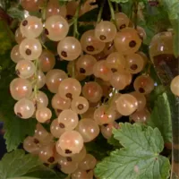 Саженцы смородины белой Баяна (2-летняя)