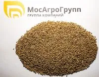 Семена тимофеевки луговой Ленинградская 204