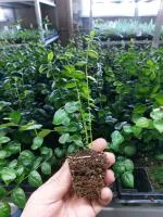 Саженцы голубики на доращивание оптом