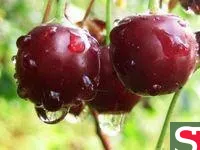 Саженцы вишни Сеянец Любской Оренбург