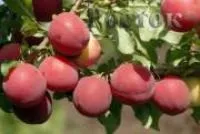 Саженцы алычи "Июльская роза"