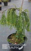 Саженцы кипарисовика "Leylandii"