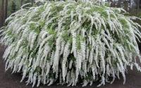 Спирея серая Spiraea x cinerea Grefsheim