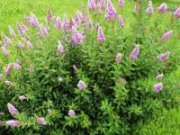 Спирея Дугласа Spirea douglasii var. Menziesii