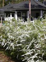 Спирея ниппонская Spiraea nipponica Snowmound