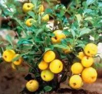 Саженцы айвы японской Cido