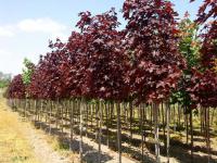 Саженцы Клена остролистный Royal Red 220